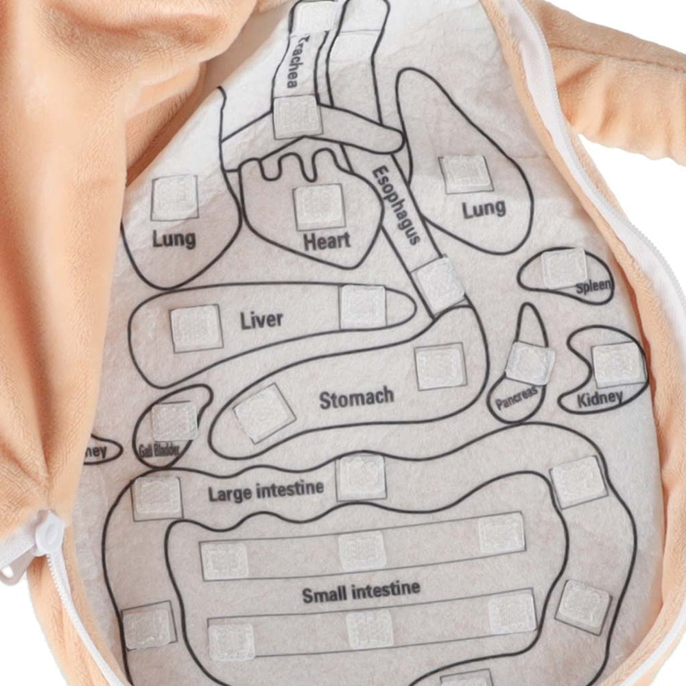 Maskot lelle, kas mācās anatomiju meitene