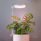 Plant grow light LED VERDI 10W 3200K Kobi Design