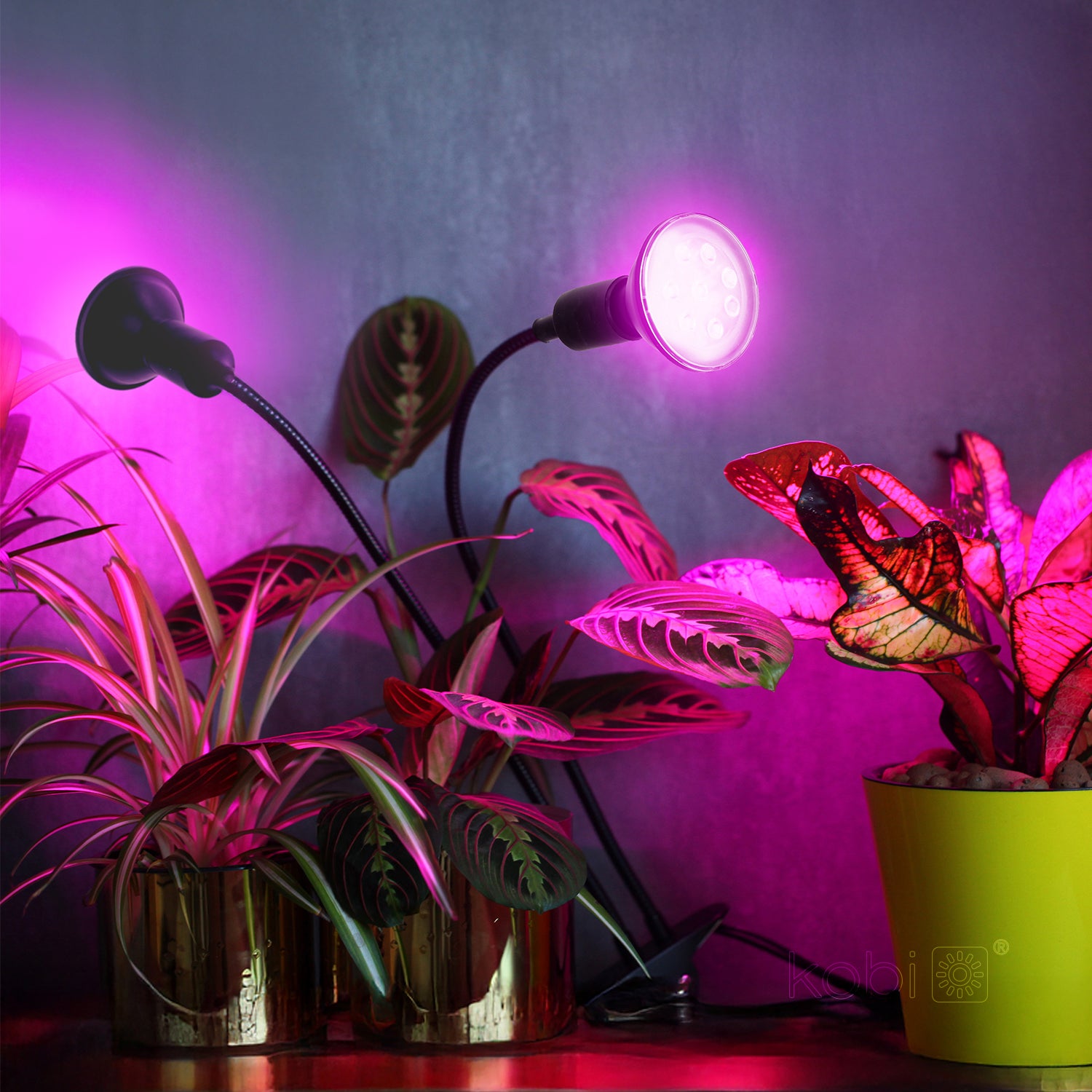 Desk lamp PLANTY CLIP B DUO 1xE27 black Kobi Design