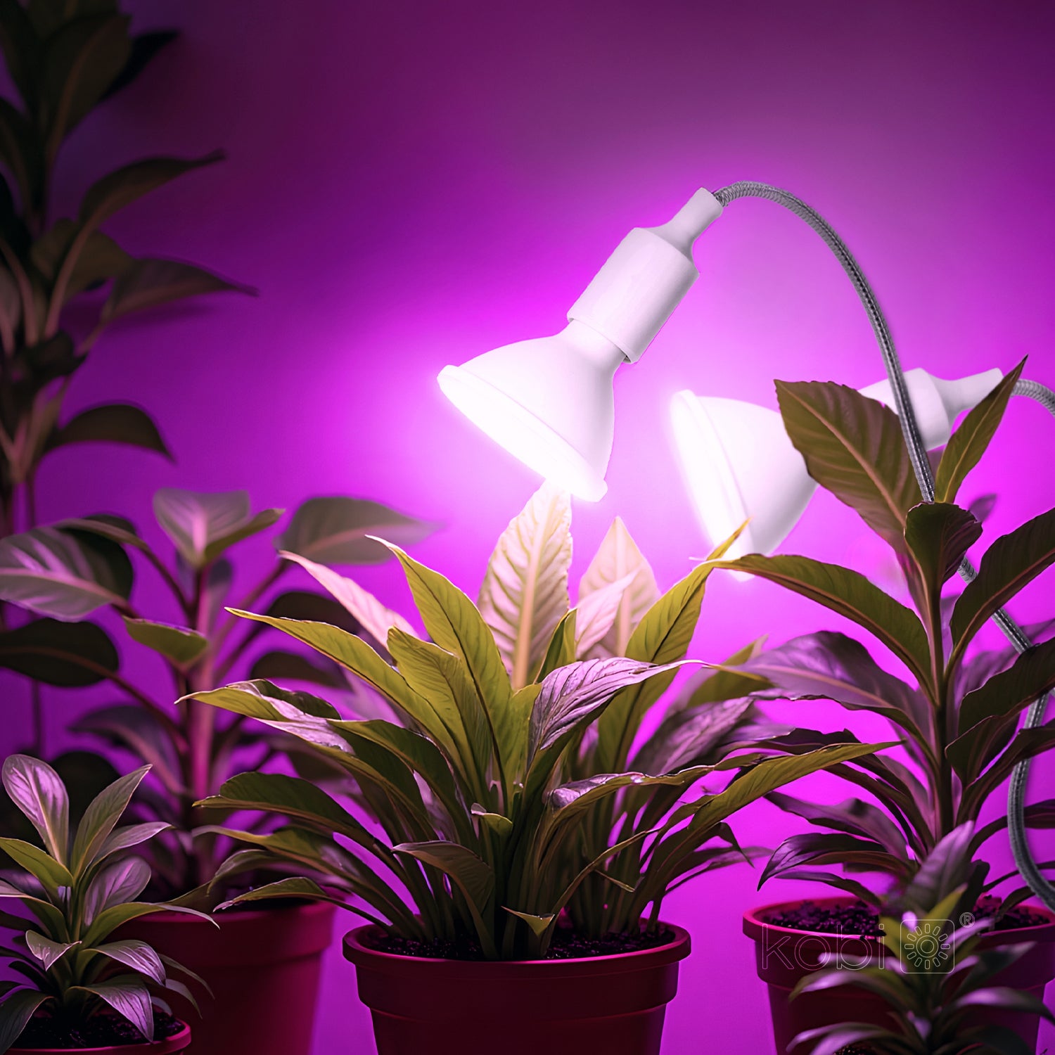 Desk lamp KOBI PLANTY CLIP W DUO 2xE27 White Kobi Design