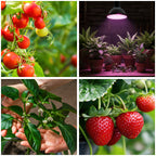 LED grow bulb LED PLANTY B E27 7W E27 1200K Black Kobi Design