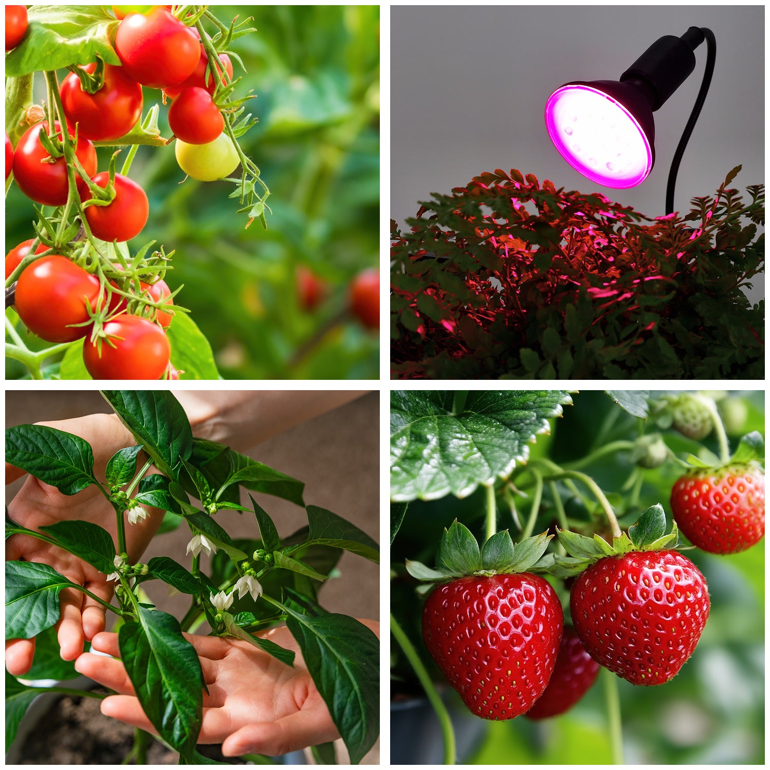 LED grow bulb LED PLANTY B E27 9W E27 1200K Black Kobi Desing