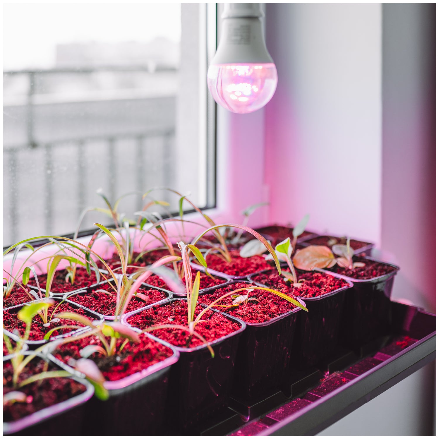 LED grow bulb LED PLANTY GS E27 11W E27 1200K Kobi Design