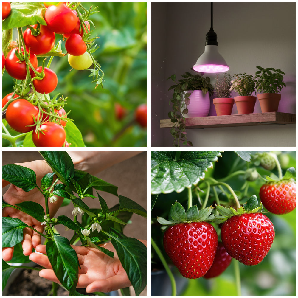 LED grow bulb LED PLANTY B E27 7W E27 1200K White Kobi Design