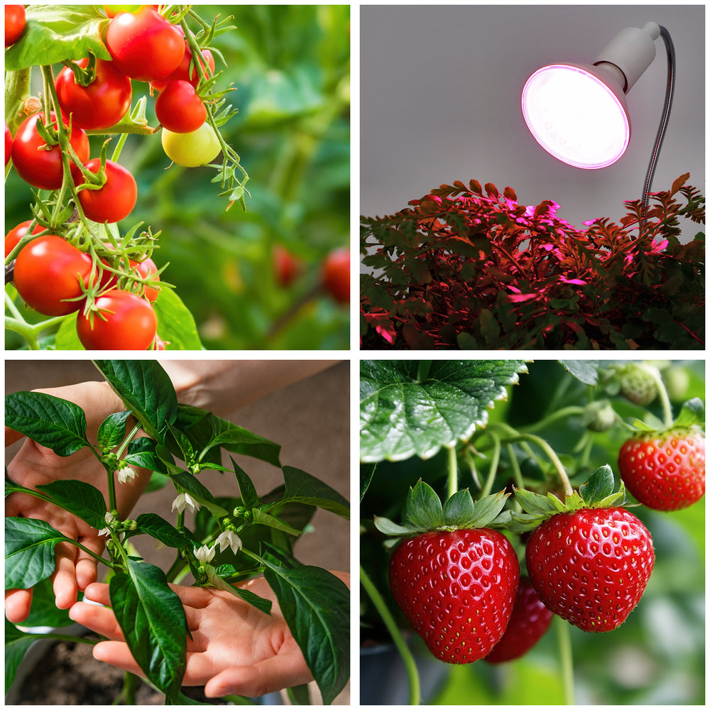 LED grow bulb LED PLANTY W E27 9W E27 1200K White Kobi Design
