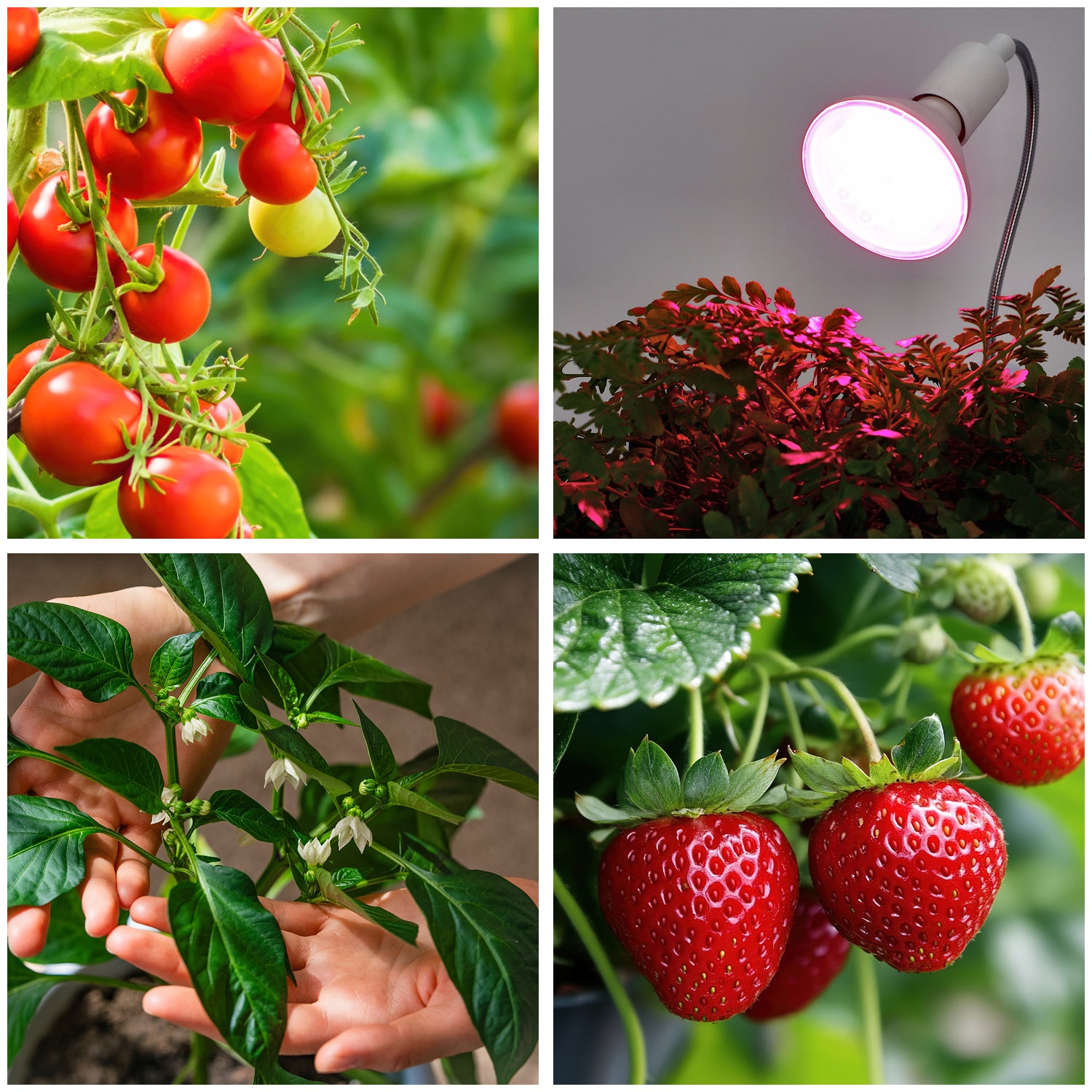 LED grow bulb LED PLANTY W E27 9W E27 1200K White Kobi Design